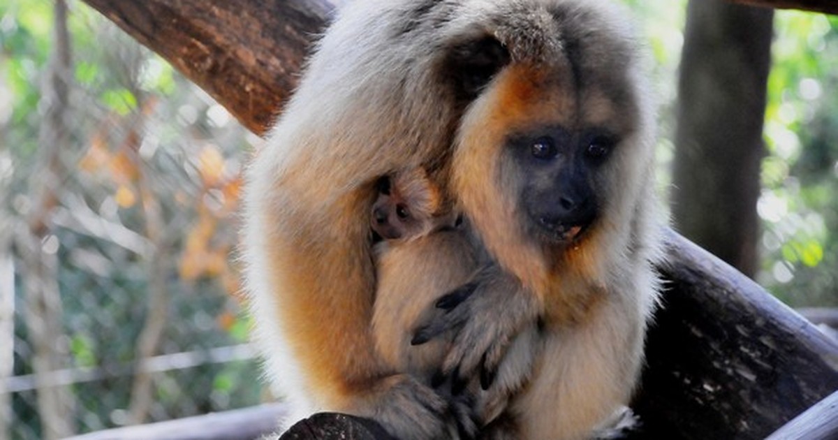 Macaco-aranha é a moradora mais idosa do GramadoZoo
