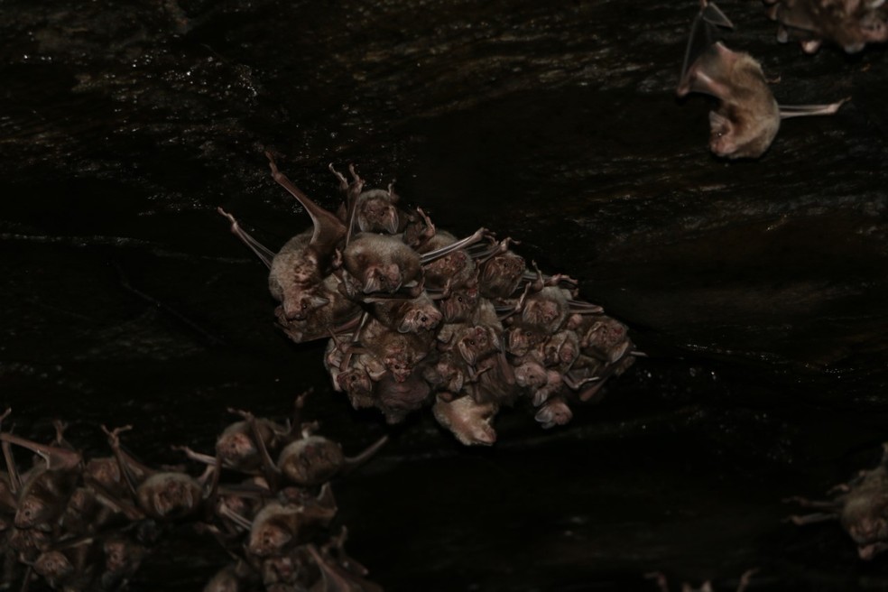 Os morcegos-vampiros têm hábitos noturnos — Foto: Guilherme Garbino
