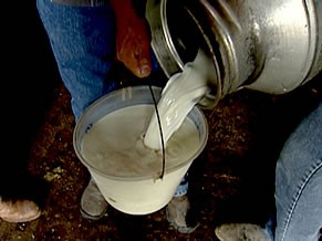 Produção de leite zootecnia (Foto: Divulgação)