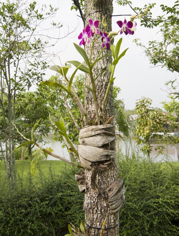 Como amarrar orquídea em árvores (Foto: ThinkStock)