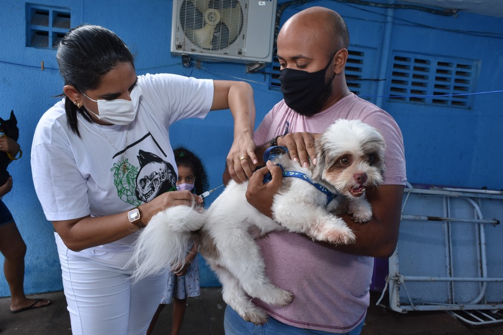 Campanha de vacinação antirrábica se encerra na sexta-feira (26) em Natal — Foto: Joana Lima