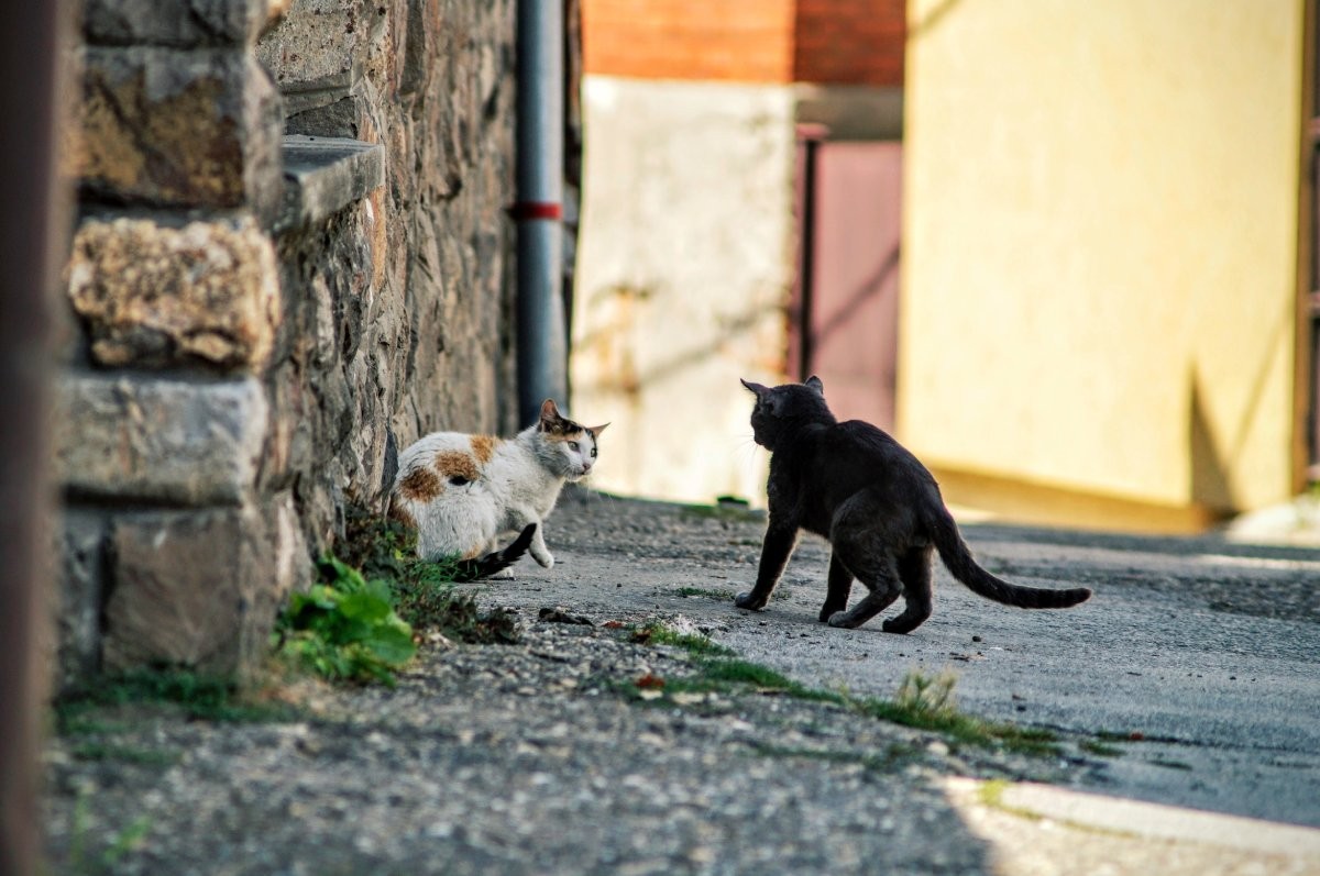 É preciso ter muito cuidado ao resgatar um gato feral pois ele pode ser agressivo e transmitir doenças via arranhaduras e mordidas (Foto: Unsplash/ Aleksandar Popovski/ CreativeCommons)