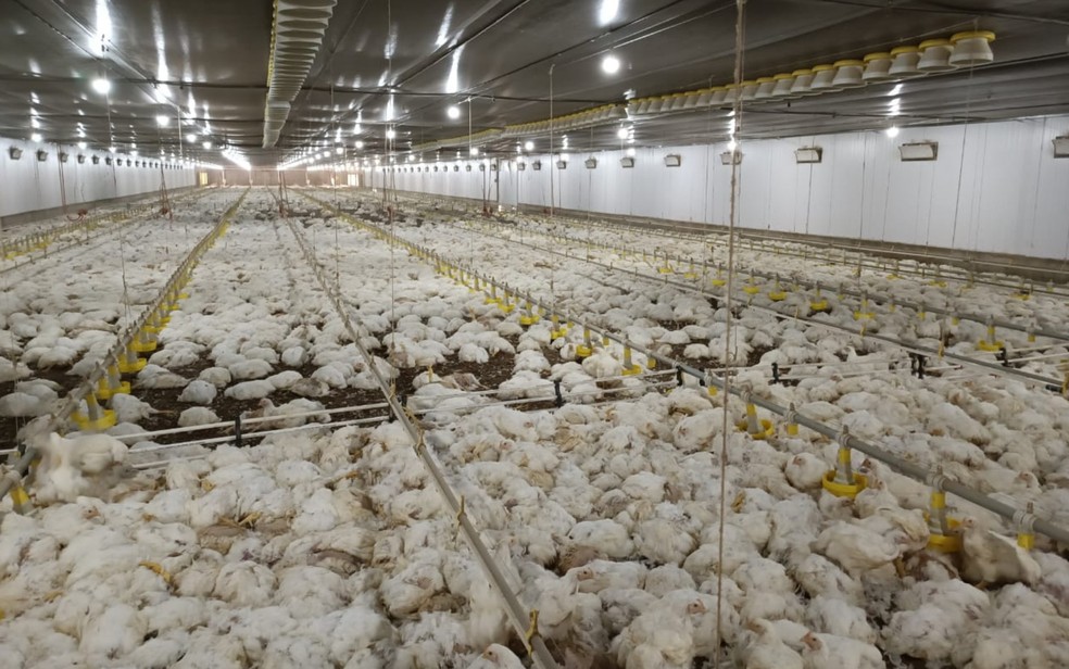 Mais de 120 mil aves morrem após granja ficar sem energia, em Morrinhos — Foto: Reprodução/TV Anhanguera