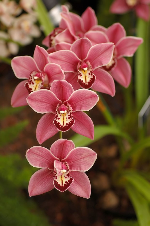 Orquídea, guaimbê e mais plantas para ter no seu jardim suspenso (Foto: Thinkstock)