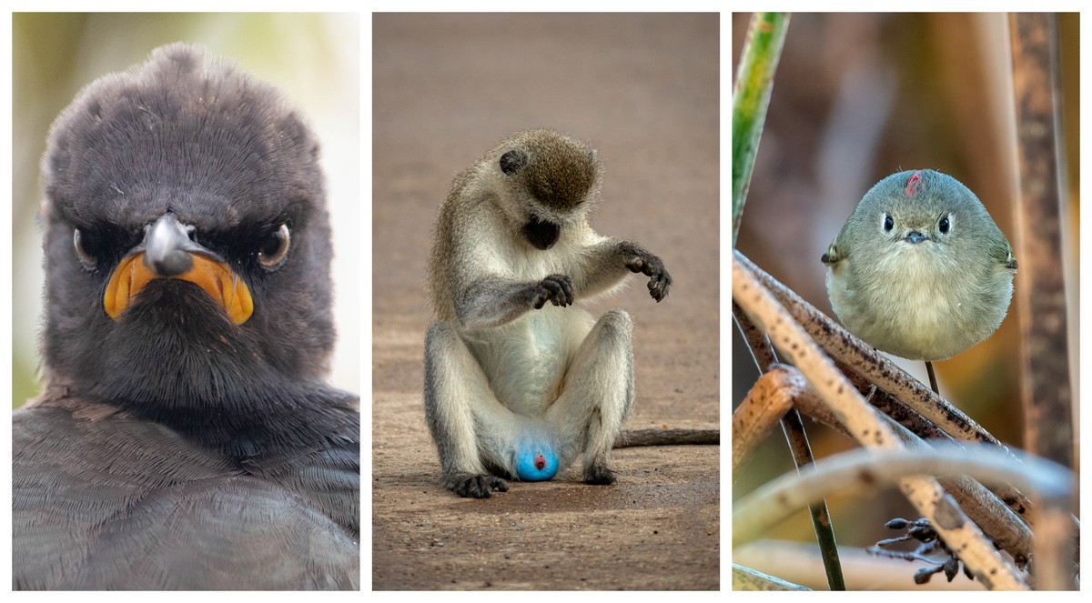 Veja finalistas de concurso que premia fotos mais engraçadas de animais selvagens | Natureza