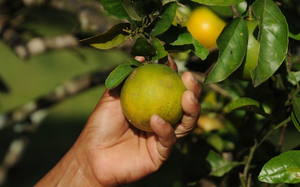 Colheita de laranja em Sergipe (Foto: Edinah Mary/Divulgação-ASN)