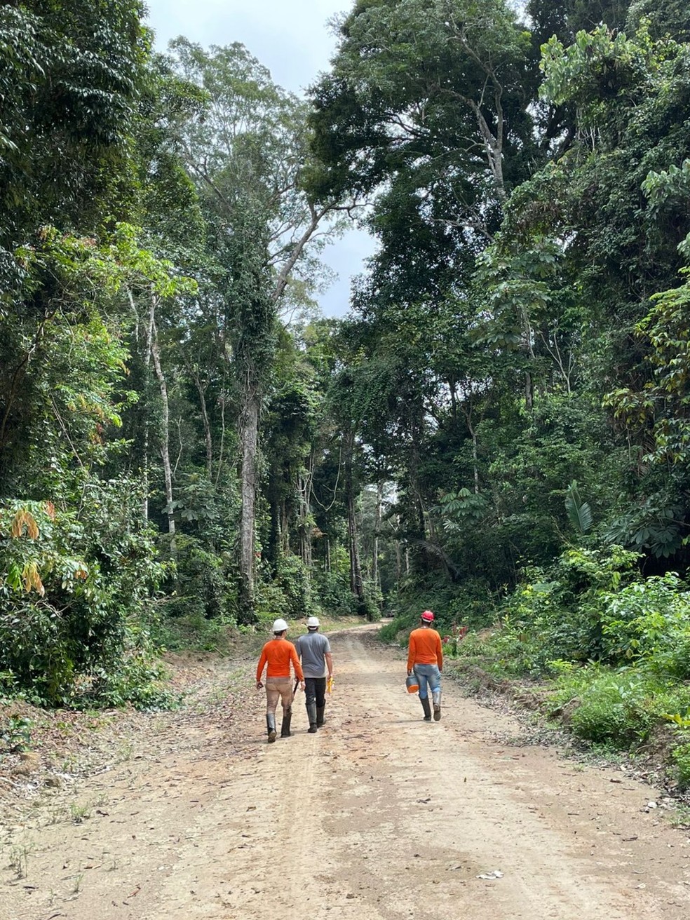 Estudo de campo em Área de manejo — Foto: Amazonia Florestal/Reprodução 