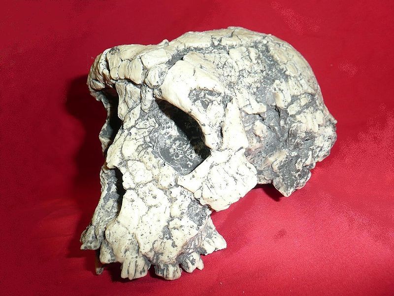 Crânio de Sahelanthropus tchadensis - Toumai (Foto: Oryctes/Wikimedia Commons)