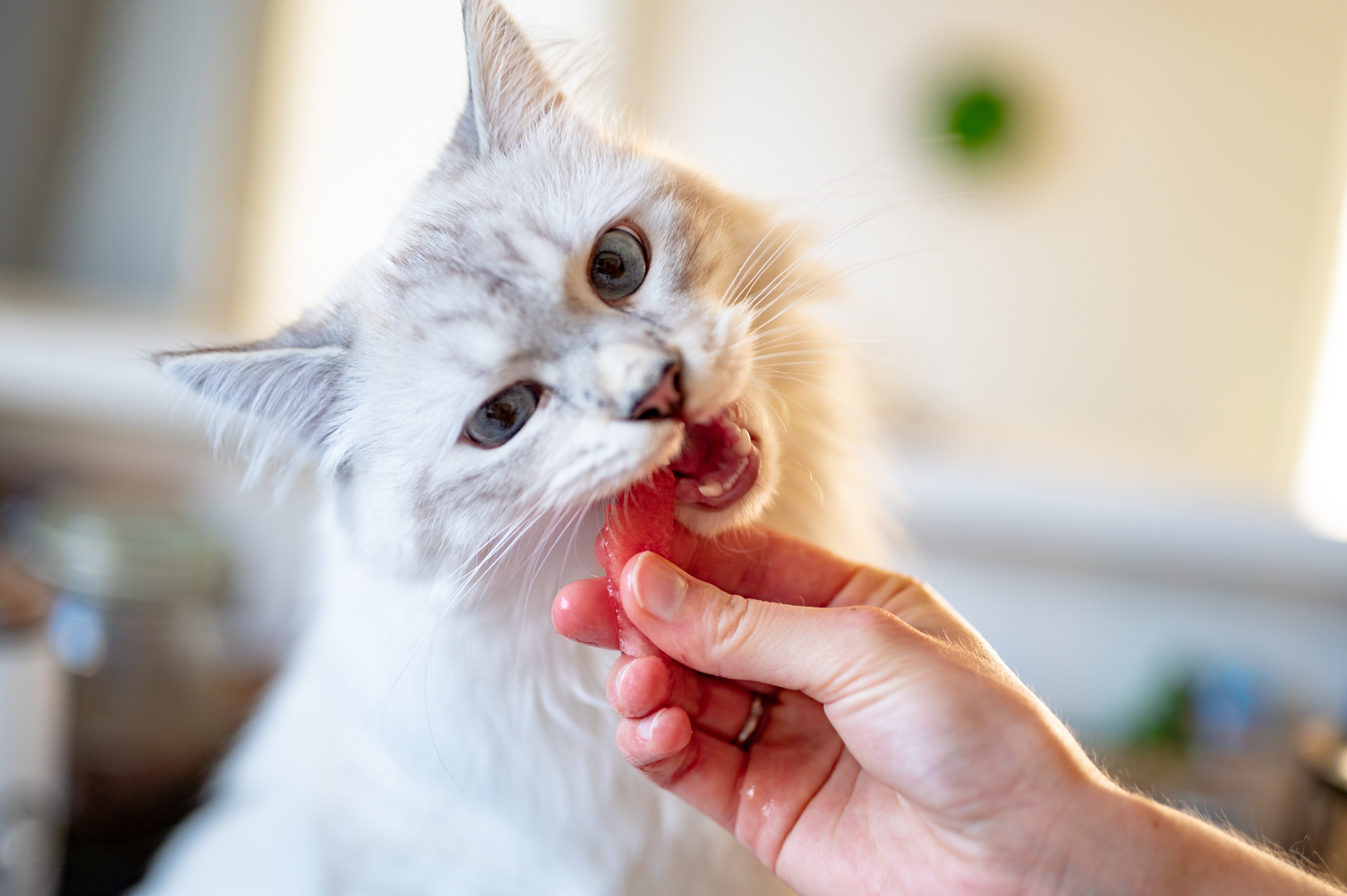 Em gatos, a deficiência de taurina, aminoácido encontrado em alimentos como peixe e frango, pode levar à cegueira (Foto: Pexels/ Piotr Musioł/ CreativeCommons)