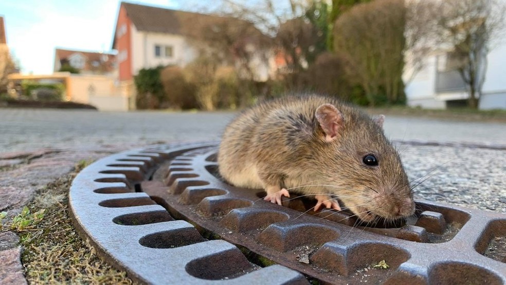 Foram necessÃ¡rios oito bombeiros e um especialista em resgate de animais para retirar a rata da tampa do bueiro â€” Foto: Berufstierrettung Rhein Neckar
