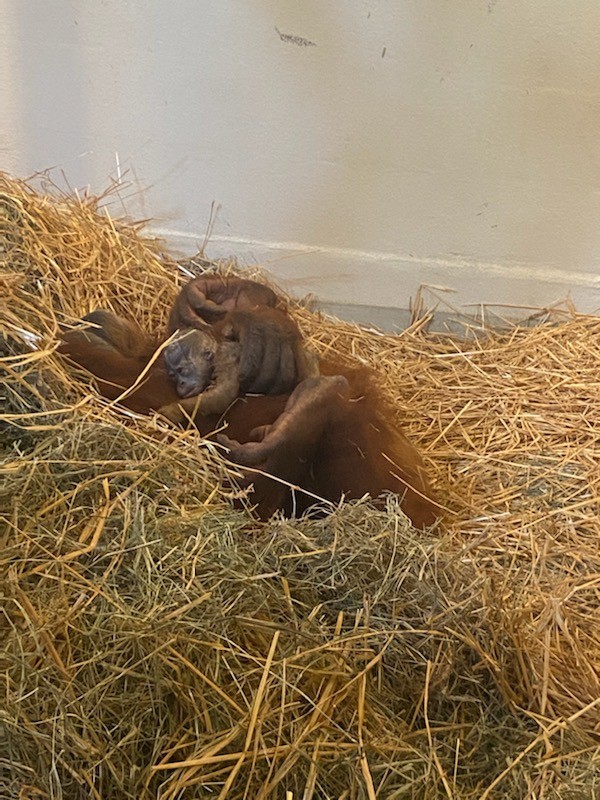 Menari e seu filhote estão juntos sob os cuidados dos veterinários (Foto: Zoológico de Audubon )
