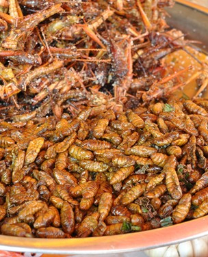 Fábrica produz insetos para alimentação