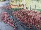 Sobra tomate e falta comprador no sudoeste de São Paulo