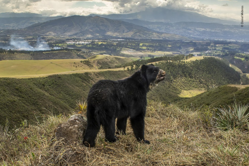 Um urso avistado perto de Quito, no Equador, garantiu o prêmio de Animais em Seus Ambientes no concurso Fotógrafo de Vida Selvagem do Ano 2022 — Foto:  Daniel Mideros/Wildlife Photographer of the Year/Divulgação