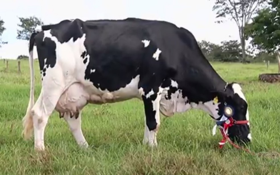 Vaca 'Extraordinária', de Goiás, é campeã nacional de produção de leite — Foto: TV Anhanguera/Reprodução