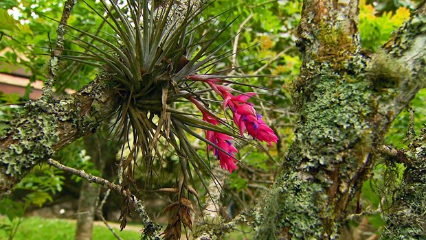 G1 - Cravo-do-mato é bromélia de flores roxas e original da Mata Atlântica  - notícias em Flora