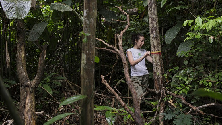 Erika Berenguer, autora do artigo, medindo árvores na floresta amazônica que queimaram durante El Niño de 2015 (Foto: Marizilda Cruppe/Rede Amazônia Sustentável)