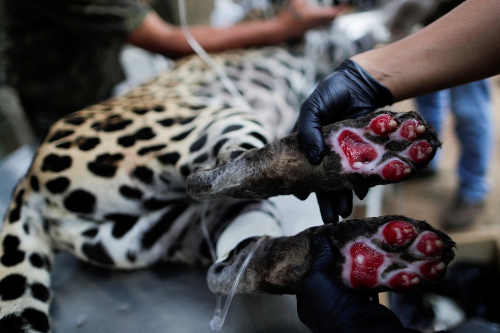 Cuidador mostra queimaduras nas patas de uma onça-pintada adulta chamada Amanaci causadas por um incêndio no Pantanal, enquanto o animal passava por tratamento com células-tronco, na ONG Instituto Nex, em Corumbá de Goiás (GO) — Foto: Ueslei Marcelino/Reuters