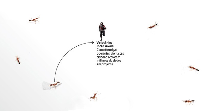 Formigas (Foto: Revista Galileu)