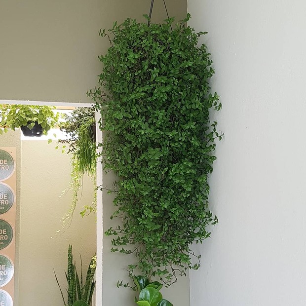 Plantas para pendurar: 5 espécies pendentes para você cultivar em casa (Foto: Reprodução/ Instagram/ @verdedentroterrarios)