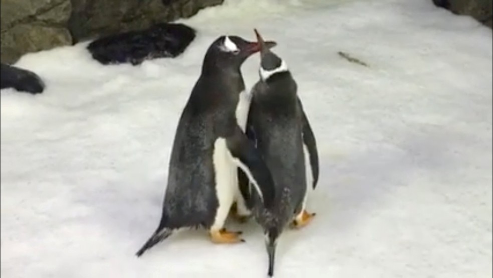 Casal de pinguins machos no aquário de Sydney — Foto: Sea Life Sydney Aquarium via REUTERS 