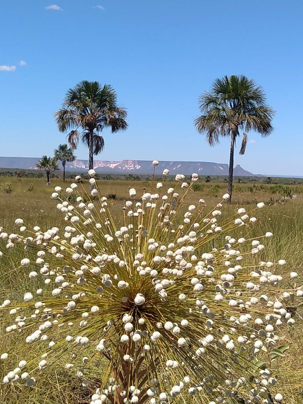 Capim dourado pronto para colheita no Jalapão — Foto: Naturatins/Divulgação