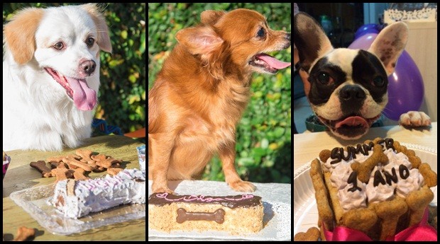 Cachorros comemorando festa organizada pela Chef di Animale (Foto: Divulgação)