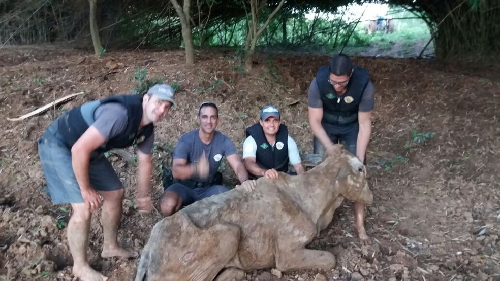 Polícia Militar Ambiental de Cerquilho resgatou boi atolado em rio (Foto: Divulgação/Polícia Militar Ambiental)