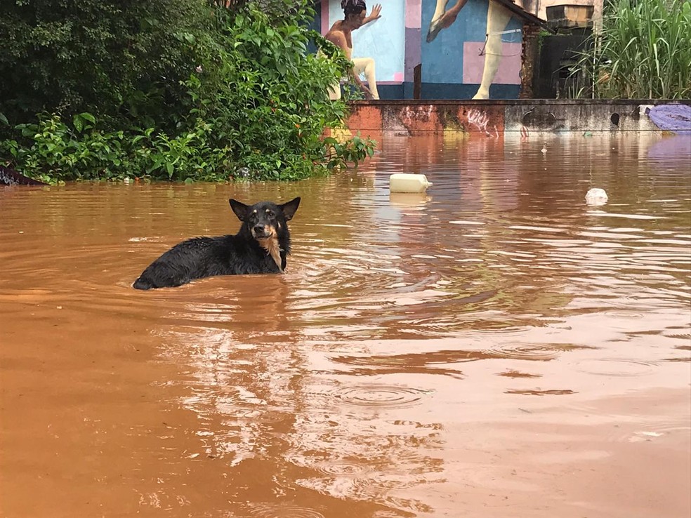 Cachorro enfrenta enchente em Raposos, na Grande BH — Foto: Eulym Ferreira/TV Globo 