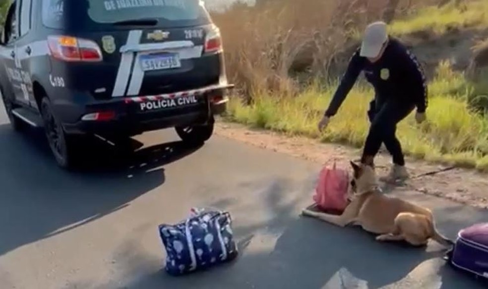 Cão farejador ajudou polícia a localizar as drogas que eram transportadas pela passageira em uma mochila. — Foto: Reprodução