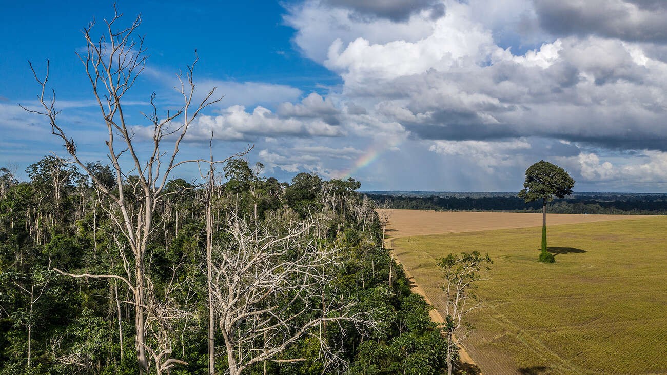 BBC - A transformação da Amazônia em savana pode ter um efeito catastrófico para a economia da América do Sul (Foto: MARIZILDA CRUPPE/RAS)