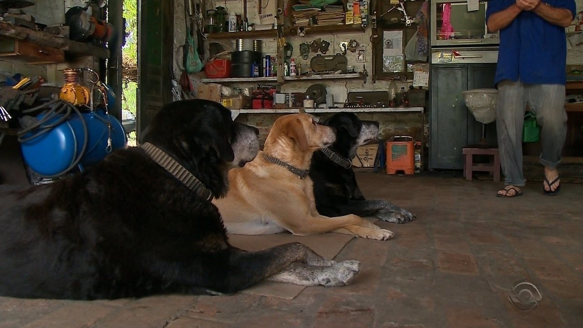 Cachorros carregam ferramentas e ajudam dono de oficina durante o trabalho  em Restinga Seca | Rio Grande do Sul | G1