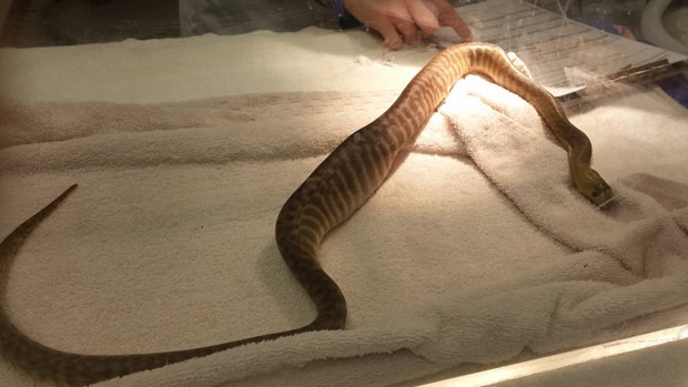 Cobra canibal? Flagra bizarro mostra serpente venenosa devorando