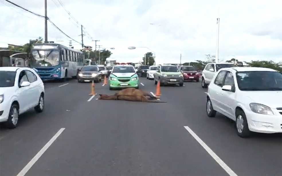 Cavalo morreu no acidente — Foto: Reprodução/TV Bahia