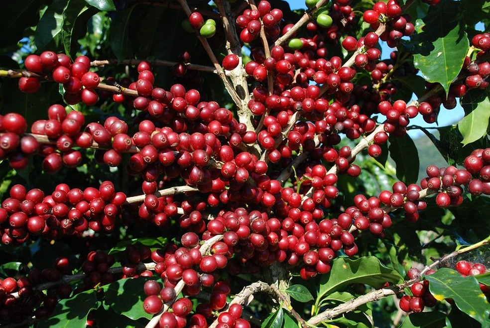 Segundo o pesquisador do IAC, Sérgio Parreiras, de 70% a 80% do que é plantado de café arábica no Brasil arábica vem da Catuaí e Mundo Novo — Foto: Consórcio Pesquisa do Café