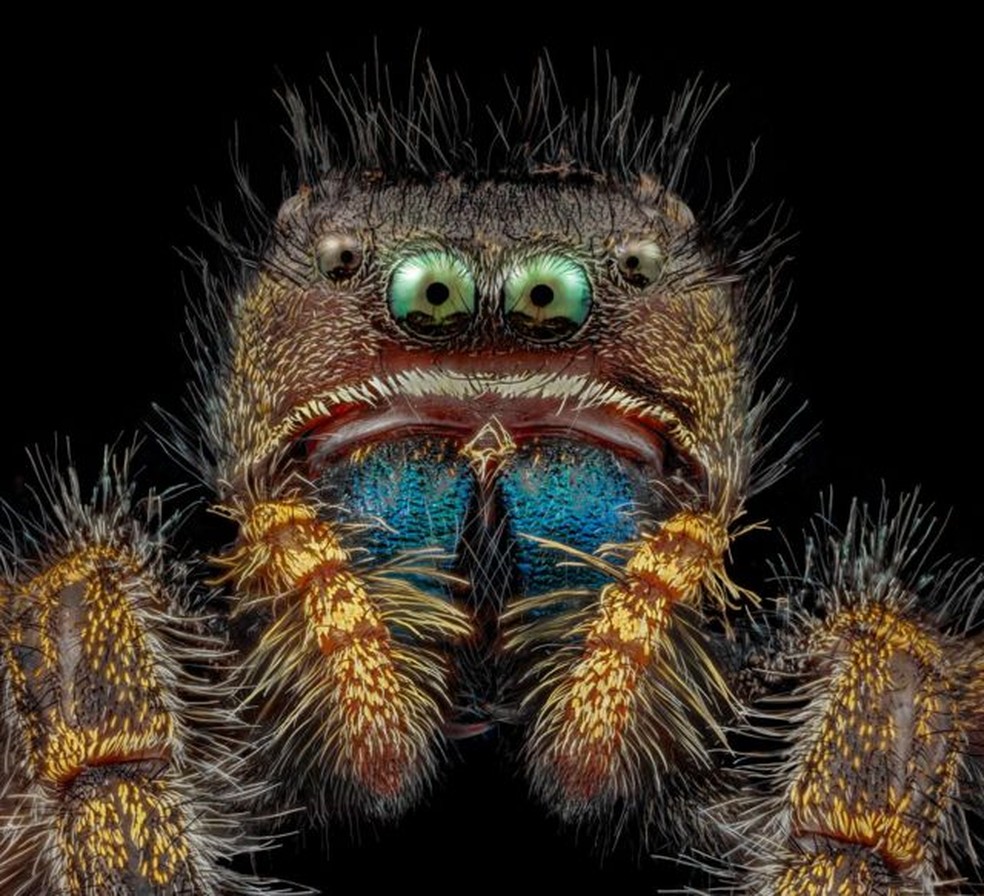 O retrato em primeiro plano desta aranha-saltadora ganhou um lugar na categoria 'imagem de distinção' no Concurso de Fotografia Microscópica da Nikon.  — Foto: Andrew Posselt/ Nikon Small World