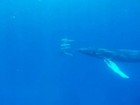 Mergulhadora filma baleia-jubarte 'seguindo' golfinhos no Havaí