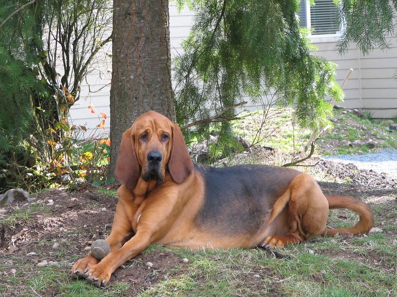 O bloodhound possui um excelente olfato (Foto: Flickr/ M J/ CreativeCommons)