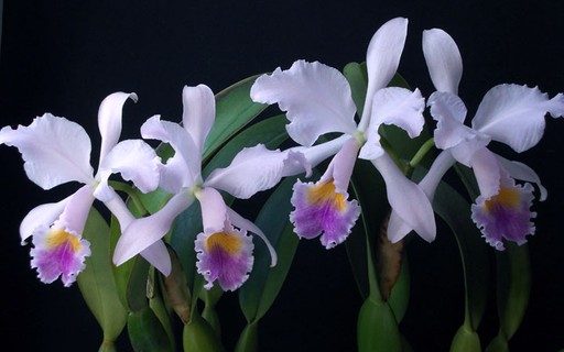 Biólogo ensina como fazer mudas e multiplicar orquídeas - Casa e Jardim |  Sergio Oyama