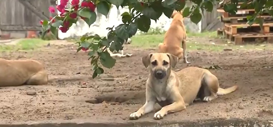ONG que cuida de animais abandonados na BA arrecada quase R$ 30 mil em doações e anuncia que não vai mais fechar 