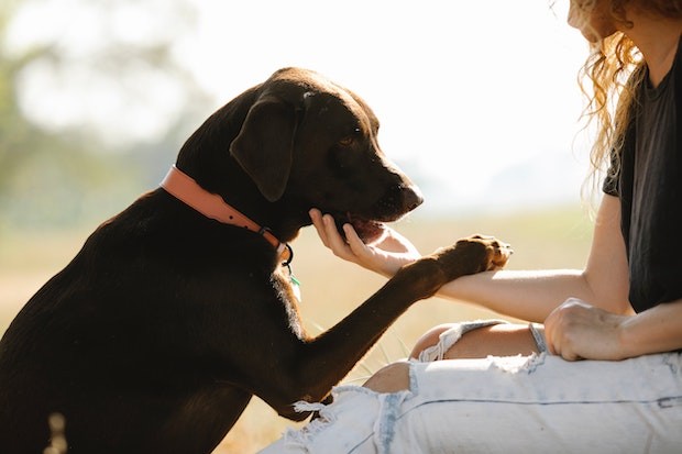 Estudo mostra que cachorros podem derrubar lágrimas de alegria quando encontram seus tutores (Foto: Blue Bird/ Pexels/ Creative Commons)