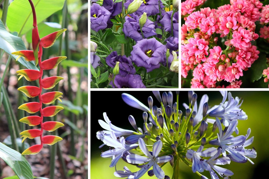 Seis flores para comprar em novembro e deixar a casa mais colorida