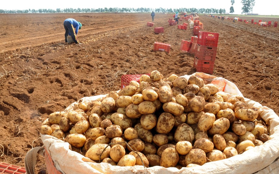 Brasil não comprará batatas semente do Chile