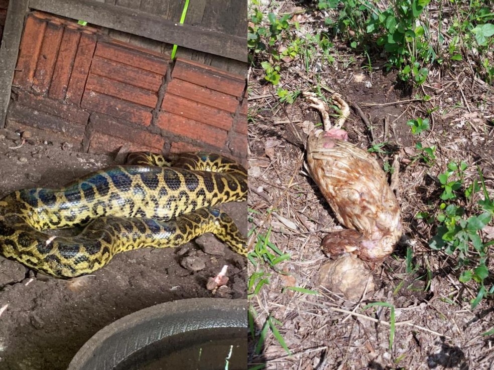 Durante a captura, a serpente chegou a regurgitar uma das galinhas — Foto: PMA/ Reprodução
