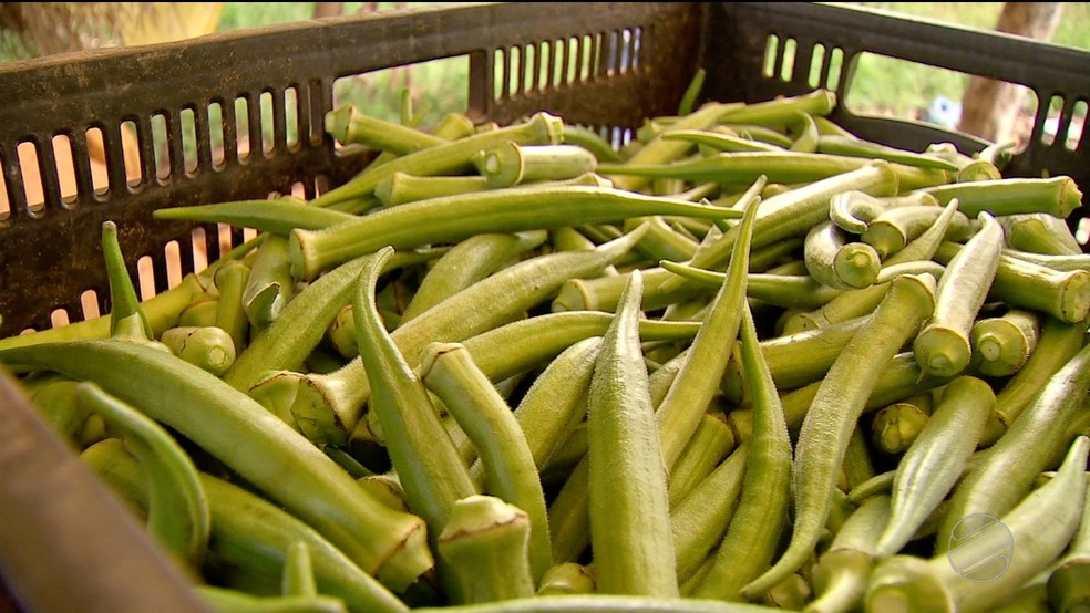 Quiabo produzido em assentamento de Campo Verde (MT) — Foto: TVCA/Reprodução