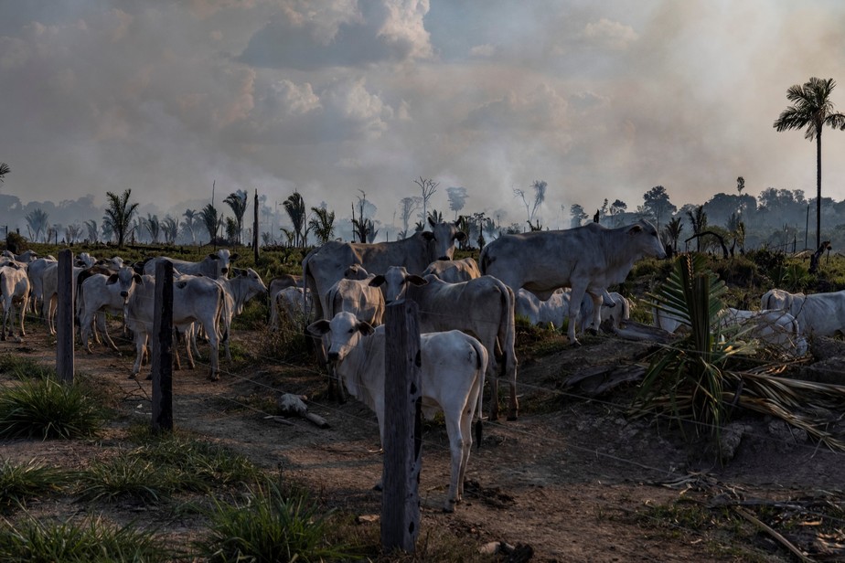Gado em pastagem, ao lado de área desmatada e recém queimada, em Candeias do Jamari, Rondônia.