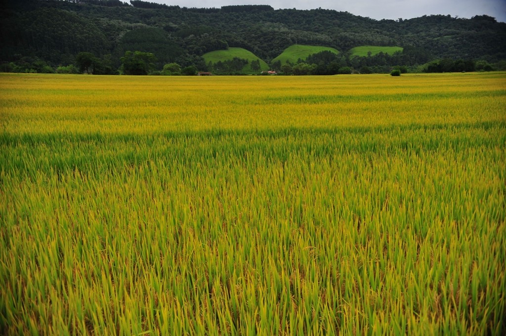 agricultura_arroz (Foto: Ernesto de Souza/Ed. Globo)