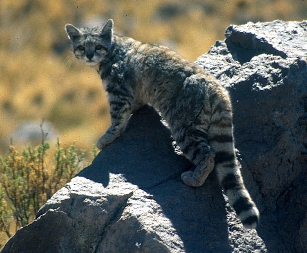 O Leopardus jacobita se alimenta de pequenos roedores (Foto: Jim Sanderson / Wikimedia Commons / CreativeCommons)