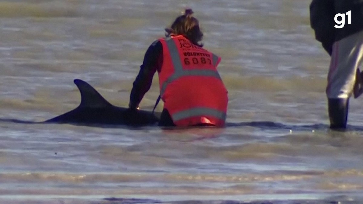 VÍDEO: Socorristas da Nova Zelândia salvam golfinhos encalhados