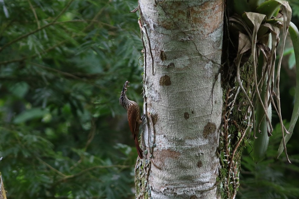 A ave, que depende de florestas para sobreviver, faz ninho em cavidades de árvores — Foto: Divulgação Projeto Periquito Cara-suja